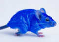 Cheap Prussian Blue Test Measures Dopamine in Bird, Fish and Mouse Brains
