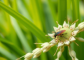 Chemical Tag on Histones Governs Rice Immunity Against Viruses and Insect Pests