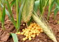 Chickpea Helps Wheat Pull More Silicon From Soil, Greenhouse Study Finds