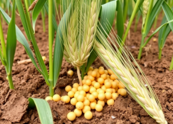 Chickpea Helps Wheat Pull More Silicon From Soil, Greenhouse Study Finds