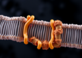 Cholesterol Gatekeeper NPC1L1 Found to Reshuffle Membrane Cholesterol Between Leaflets