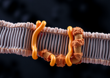 Cholesterol Gatekeeper NPC1L1 Found to Reshuffle Membrane Cholesterol Between Leaflets