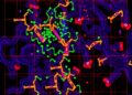 Chromatin hub mapping reveals Id proteins drive exhausted CD8+ T cell fate