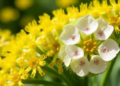 Chromosome Chaos: How Aneuploid Rapeseed Keeps Pollen Alive Despite Meiotic Errors