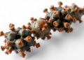 Cinnamon-Derived Iron Oxide Nanoparticles Show Potent Activity Against Carbapenem-Resistant Uropathogenic E. coli