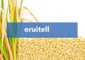 Citric Acid Secreted by Rice Roots Boosts Arsenic Levels in Grain