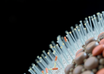 Clay-Dwelling Bacterium Turns Toxic Selenium Into Crystalline Nanorods Using Its Biofilm as a Template