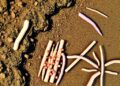 Coastal tidal flats host varied microbes with multiple functional redundancy patterns