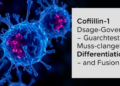 Cofilin-1 Dosage Governs Muscle Cell Differentiation and Fusion, Study Reveals
