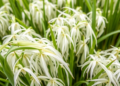 Cold-Proof Rice: Single Gene Discovery Could Shield Crops From Chilling Damage