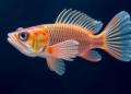 Collagen Switch Turns Fish Fins Into Limb-Like Structures