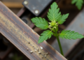 Common Garden Weed Shows Surprising Power to Shield Steel from Acid Corrosion