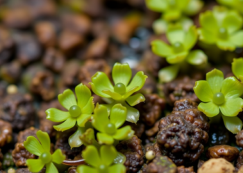 Common Liverwort Reveals Hidden Metal-Accumulation Tactics and Costly Fitness Penalties
