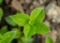 Common Plantain Leaves Reveal How Soils Pass Radioactive Cesium to Herbal Medicines