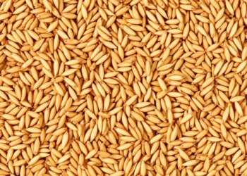 Copper Nanoparticles Cut Arsenic and Cadmium in Rice Grains, Life-Cycle Study Finds