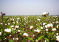 Cotton Farms in Benin Show Steady Productivity and Profit Growth, Study Finds
