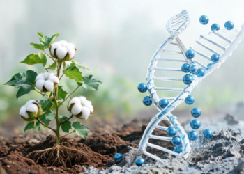 Cotton Gene Offers New Clue to How Plants Detoxify Cadmium Pollution