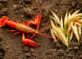 Crayfish and Rice Team Up to Build Stronger, Healthier Soil