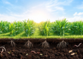 Crop health management for food and nutritional security and soil health