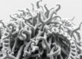 Cryo-EM Reveals How Polycomb Repressive Complex 1 Assembles, Works and Finds Its Targets