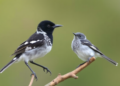 Cuckoo Genes Reveal Host Habits Alone Cannot Divide a Wandering Species
