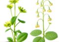 Cyclin gene evolution in Arabidopsis and Brassica links polyploid duplication to flowering time
