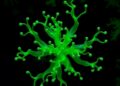 Cytotoxic metabolites from cyanobacterium Nostoc edaphicum characterized via molecular networking