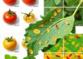 DAPR-AM-Net: explainable AI detects and forecasts tomato leaf diseases