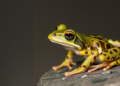 DNA Hints at Hidden Diversity in a Declining South Asian Frog