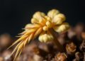 Deadly Wheat Fungus Reveals a Hidden Molecular Switch That Controls Its Toxin and Spread