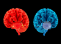 Deaf Brains Repurpose Sound Regions in Two Distinct Ways, Landmark Meta-Analysis Reveals