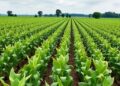 Deep learning combines multiple strategies to predict crop yields