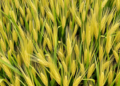 Deep learning model delivers early, honest crop yield forecasts for Germany