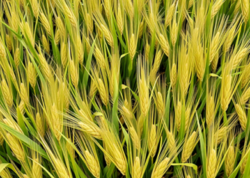 Deep learning model delivers early, honest crop yield forecasts for Germany