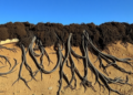 Desert Roots Rewire Soil Carbon and Nitrogen Through Microbes and Minerals