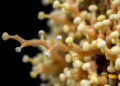 Directed Evolution Turns a Wallpaper Fungus Enzyme into a Stable, Selective Oxidation Powerhouse