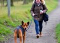 Distracted dog walkers threaten wildlife and livestock, new research warns