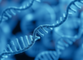 Diverse Biobank Data Sharpen Genetic Risk Prediction Where It Matters Most