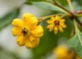 Doubling Chromosomes Turns Goji Relative Self-Fertile by Disarming Its Own Pollen Rejection System