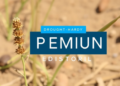 Drought-Hardy Cumin Ecotype Keeps Its Yield and Essential Oil When Water Runs Out