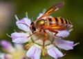 Drought-stressed crucifers emit volatiles attracting parasitoid Trichogramma pretiosum.