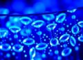 Dual-emission carbon dot films enable smartphone detection of nitrite and Fe3+ in water