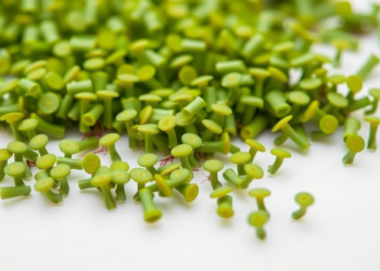 Duckweeds: Tiny Aquatic Plants Poised to Become Biotech’s Next Big Chassis