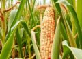 Efficient maize varieties could boost global yields and cut nitrogen losses
