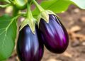 Eggplant genetics and biotechnology advance crops for food security