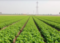 Egyptian Farms Score Barely Half Their Sustainability Potential, New Framework Reveals