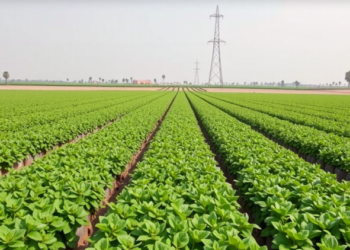 Egyptian Farms Score Barely Half Their Sustainability Potential, New Framework Reveals
