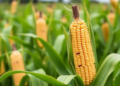 Electron Beam Mutagenesis Unlocks New Yield Potential in Field Corn
