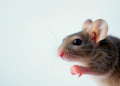 Engineered Bacteria Carry Hidden Phage Payloads to Block Gut Infections in Mice