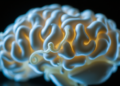 Engineered Brain Organoids Move Toward Standardized, Translational Lab Models